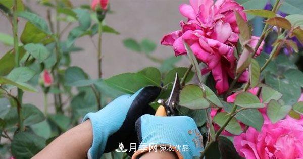 月季修剪有技巧，知道幾個(gè)養(yǎng)護(hù)小妙招，花謝了還能開好幾茬(圖4)