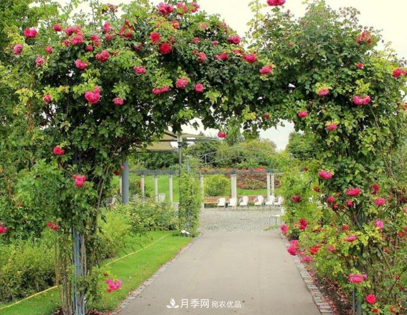 推薦10種紅色系藤本月季，富貴又喜慶，養(yǎng)一棵開(kāi)一片(圖1)