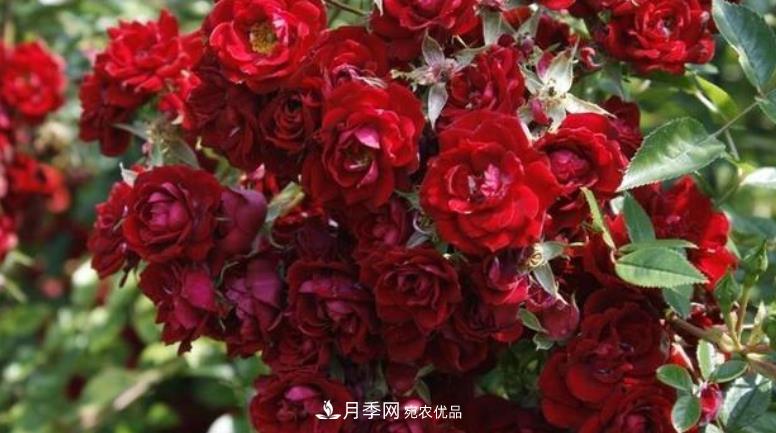 推薦10種紅色系藤本月季，富貴又喜慶，養(yǎng)一棵開(kāi)一片(圖8)