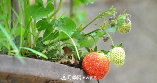 上海發(fā)布《窗陽(yáng)臺(tái)綠化推薦植物名錄》，月季花在列，好不好養(yǎng)來看看(圖4)