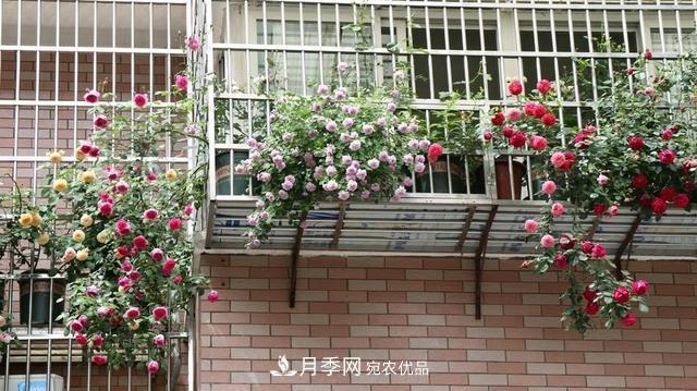 上海發(fā)布《窗陽(yáng)臺(tái)綠化推薦植物名錄》，月季花在列，好不好養(yǎng)來看看(圖2)