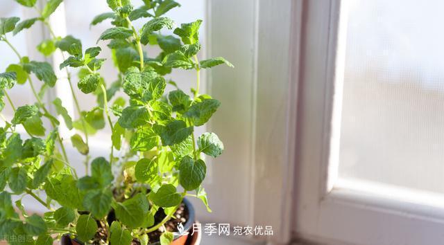 上海發(fā)布《窗陽(yáng)臺(tái)綠化推薦植物名錄》，月季花在列，好不好養(yǎng)來看看(圖6)