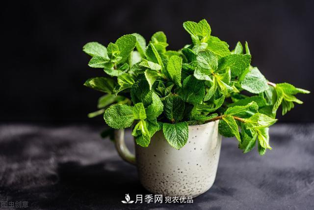 上海發(fā)布《窗陽(yáng)臺(tái)綠化推薦植物名錄》，月季花在列，好不好養(yǎng)來看看(圖5)