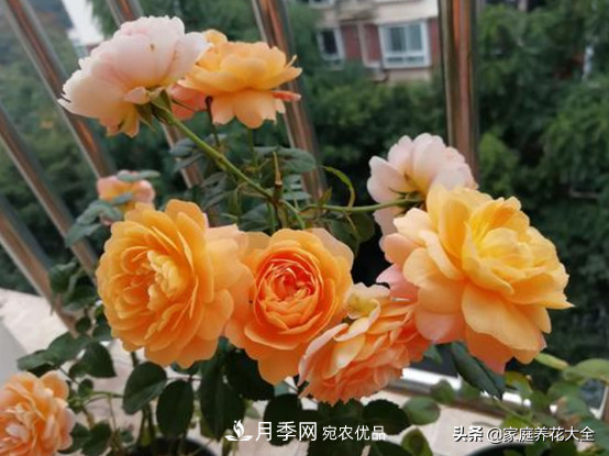 養(yǎng)多少月季，才能實現(xiàn)切花自由？這3棵就夠了(圖1)