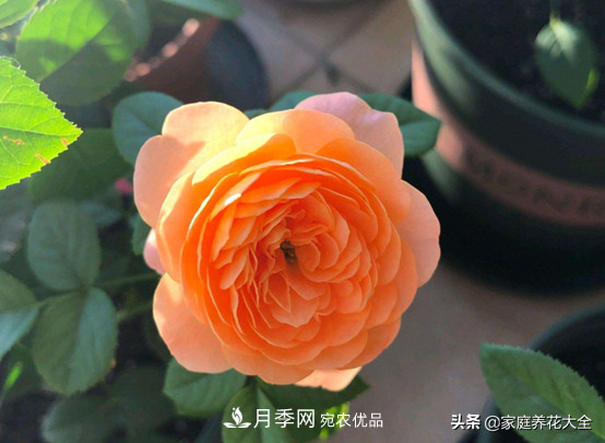 養(yǎng)多少月季，才能實現(xiàn)切花自由？這3棵就夠了(圖2)