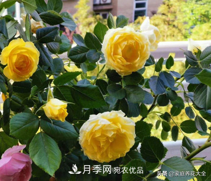 養(yǎng)多少月季，才能實現(xiàn)切花自由？這3棵就夠了(圖3)