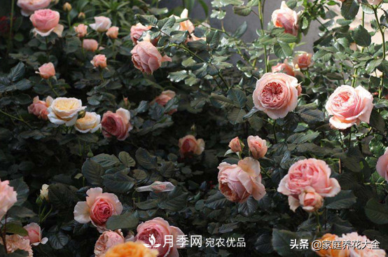 養(yǎng)多少月季，才能實現(xiàn)切花自由？這3棵就夠了(圖4)