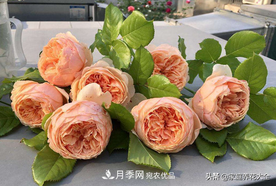 養(yǎng)多少月季，才能實現(xiàn)切花自由？這3棵就夠了(圖5)