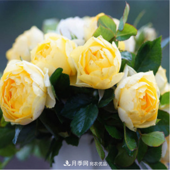 忙里偷閑，推薦5個月季品種，花色鮮艷還好養(yǎng)(圖2)