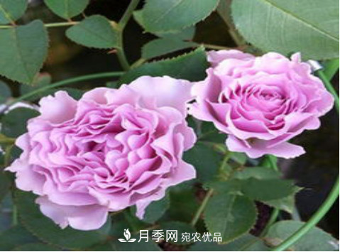 忙里偷閑，推薦5個月季品種，花色鮮艷還好養(yǎng)(圖4)