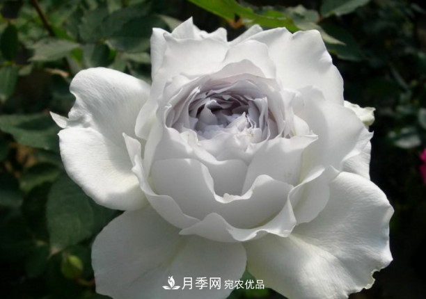 忙里偷閑，推薦5個月季品種，花色鮮艷還好養(yǎng)(圖3)