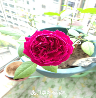 忙里偷閑，推薦5個月季品種，花色鮮艷還好養(yǎng)(圖6)