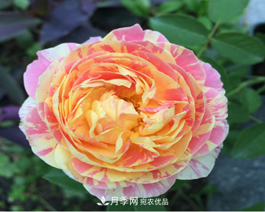 忙里偷閑，推薦5個月季品種，花色鮮艷還好養(yǎng)(圖5)