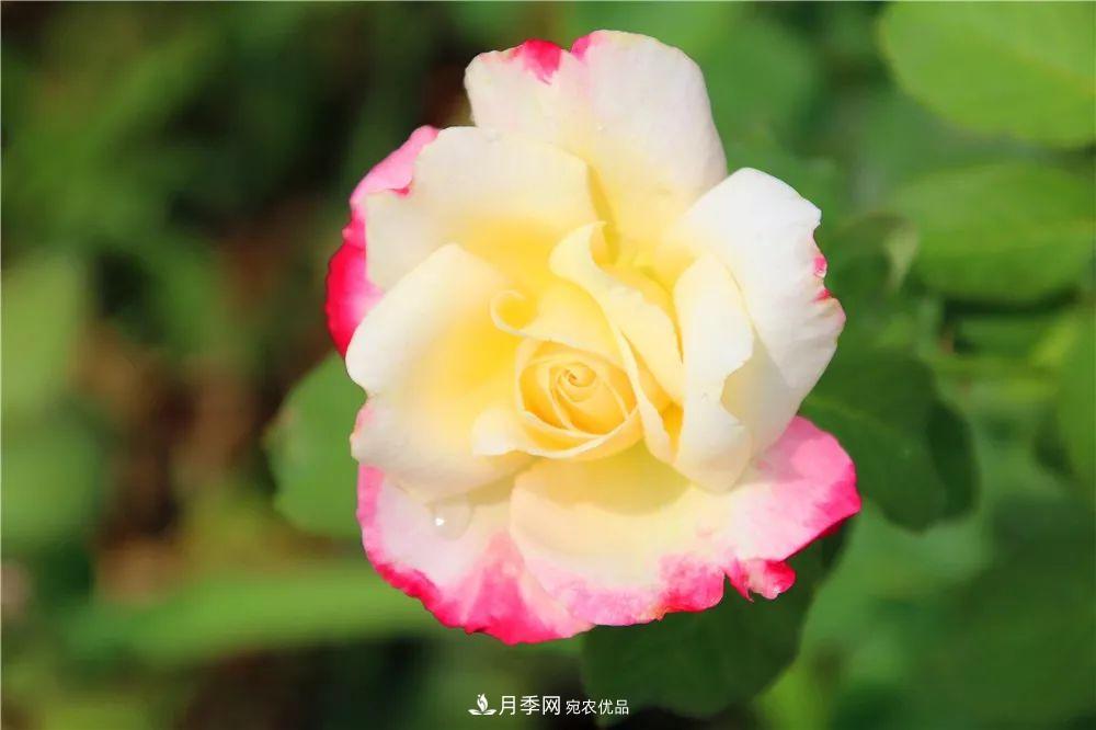 月季為什么一直不開花？問題出現(xiàn)這里(圖1)