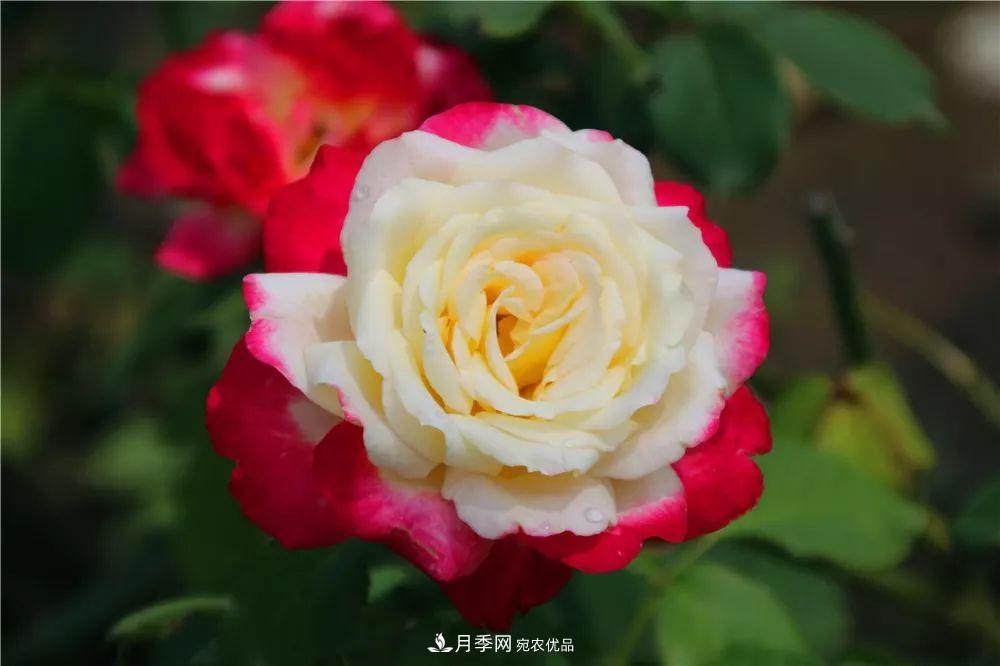月季為什么一直不開花？問題出現(xiàn)這里(圖2)
