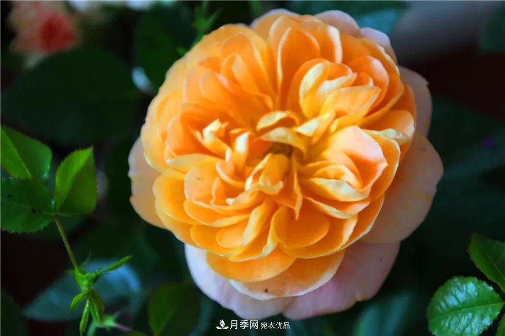 月季為什么一直不開花？問題出現(xiàn)這里(圖3)