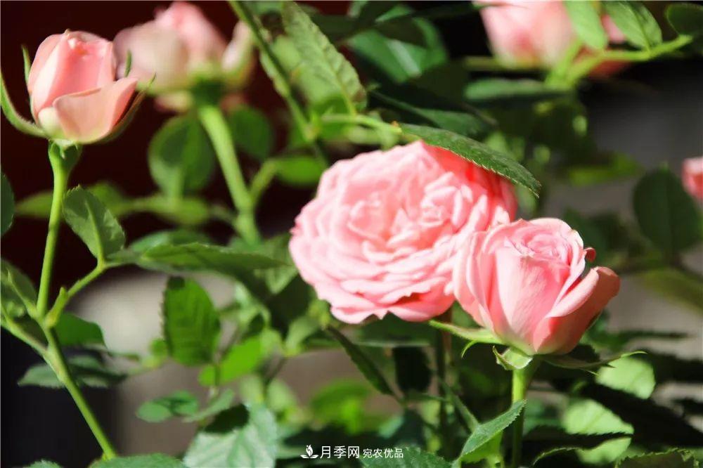 月季為什么一直不開花？問題出現(xiàn)這里(圖4)