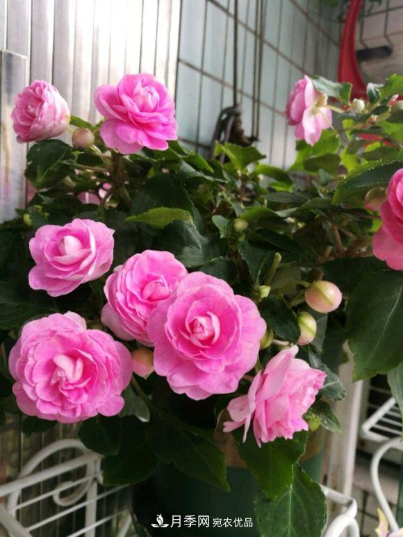 比月季開花多，比茉莉好看，花瓣層層疊疊似牡丹，花期300天(圖1)
