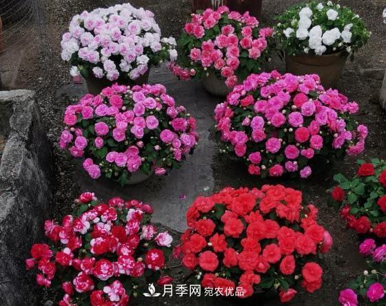 比月季開花多，比茉莉好看，花瓣層層疊疊似牡丹，花期300天(圖3)