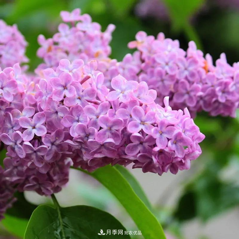 原來花草也會“相克”，4種花千萬別放在一起養(yǎng)(圖2)