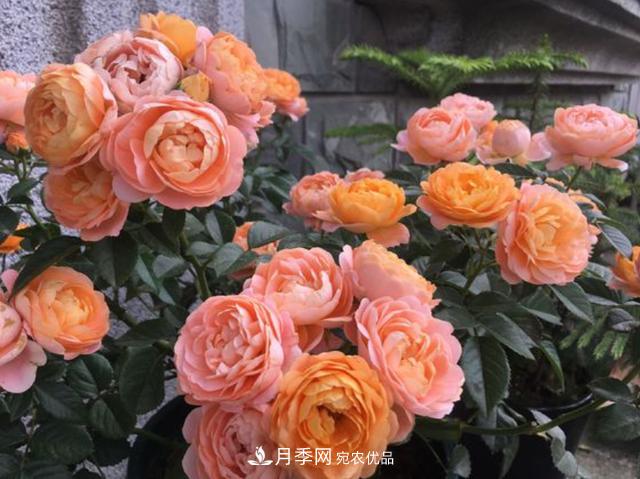 家中養(yǎng)月季花，老是愛黑桿？原來是2個“細節(jié)”犯了錯(圖2)