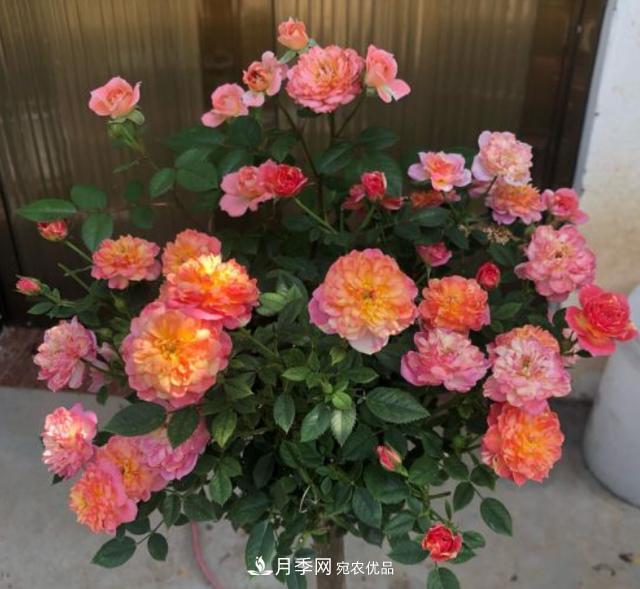 夏季購買月季花，葉片發(fā)黃嘩嘩掉，學(xué)會(huì)1招緩苗，新芽呼呼冒不停(圖2)