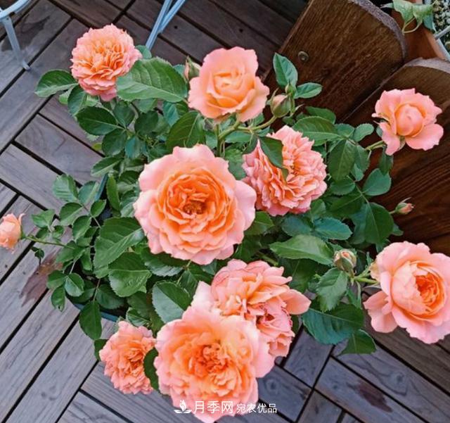 夏季購買月季花，葉片發(fā)黃嘩嘩掉，學(xué)會(huì)1招緩苗，新芽呼呼冒不停(圖1)