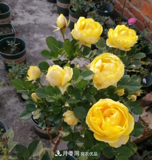 夏季購買月季花，葉片發(fā)黃嘩嘩掉，學(xué)會(huì)1招緩苗，新芽呼呼冒不停(圖3)