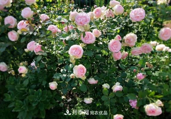 盆栽月季花，如何配土才合適？偷偷告訴你，保證“2點”就夠了(圖3)