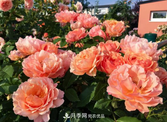 盆栽月季花，如何配土才合適？偷偷告訴你，保證“2點”就夠了(圖2)