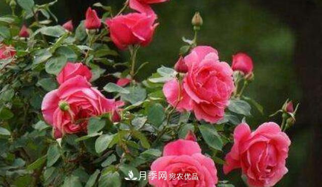 嫁接月季花，注意4個“要點”，輕松提高成活率(圖1)