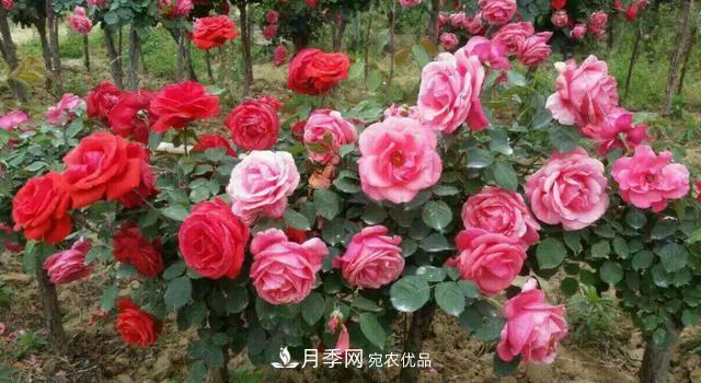 嫁接月季花，注意4個“要點”，輕松提高成活率(圖3)