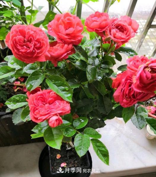 嫁接月季花，注意4個“要點”，輕松提高成活率(圖2)