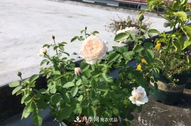 3分鐘學(xué)會扦插月季花，一棵變十棵，100%成活！(圖1)