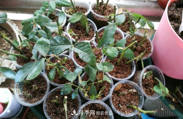 3分鐘學(xué)會扦插月季花，一棵變十棵，100%成活！(圖2)