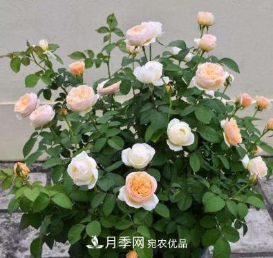 扦插月季花，幾月***合適？掌握幾個“關(guān)鍵點”，扦插都沒問題(圖1)