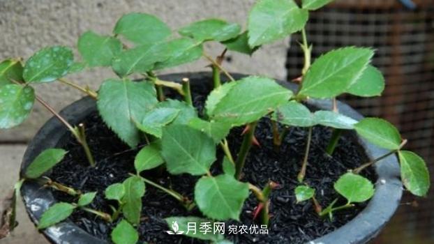 扦插月季花，幾月***合適？掌握幾個“關(guān)鍵點”，扦插都沒問題(圖2)