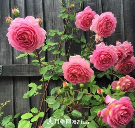 扦插月季花，幾月***合適？掌握幾個“關(guān)鍵點”，扦插都沒問題(圖4)