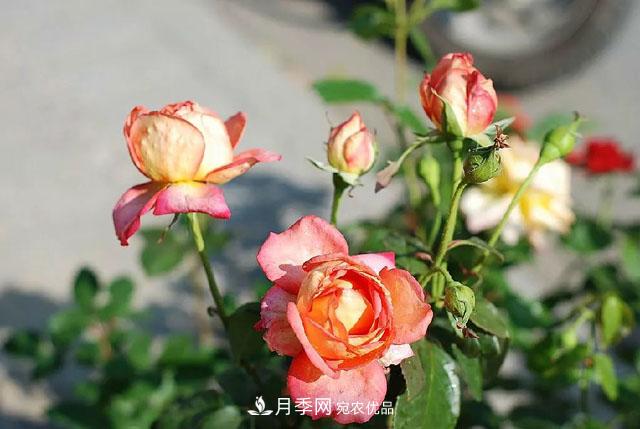 月季過冬做好這5點(diǎn)，來年春天長得旺，開花多到壓彎枝頭(圖1)