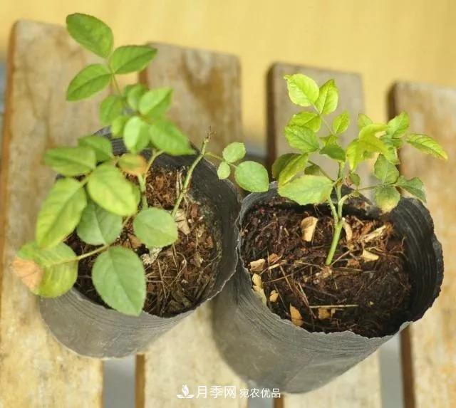 月季過冬做好這5點(diǎn)，來年春天長得旺，開花多到壓彎枝頭(圖2)