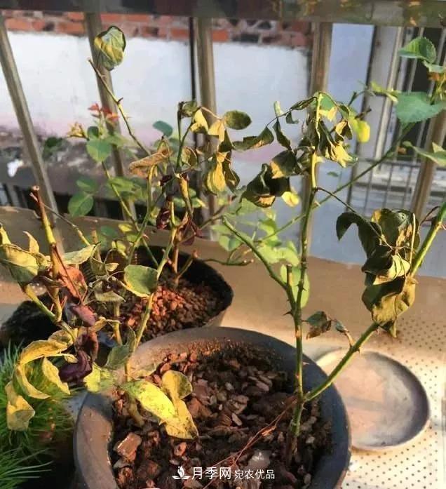 月季過冬做好這5點(diǎn)，來年春天長得旺，開花多到壓彎枝頭(圖4)
