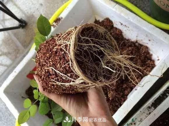 月季過冬做好這5點(diǎn)，來年春天長得旺，開花多到壓彎枝頭(圖3)