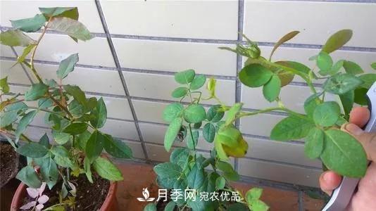 月季過冬做好這5點(diǎn)，來年春天長得旺，開花多到壓彎枝頭(圖6)