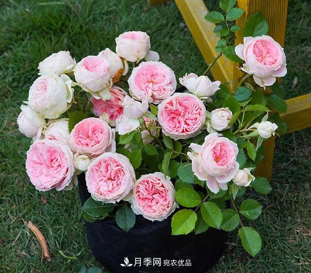 春天月季養(yǎng)護的“四句真言”，預防病蟲害，不愁沒花看！(圖1)