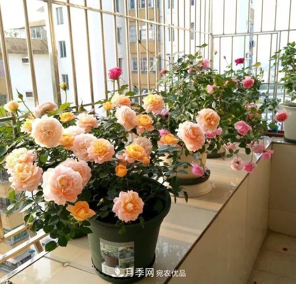 春天月季養(yǎng)護的“四句真言”，預防病蟲害，不愁沒花看！(圖5)