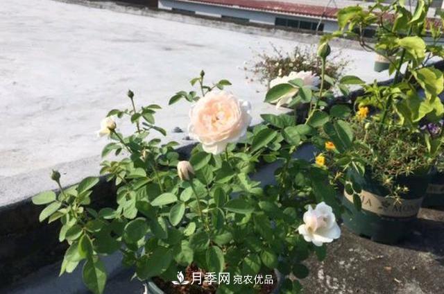 買到黃泥裹根的月季花，教你1招換盆，緩苗快速生根(圖3)
