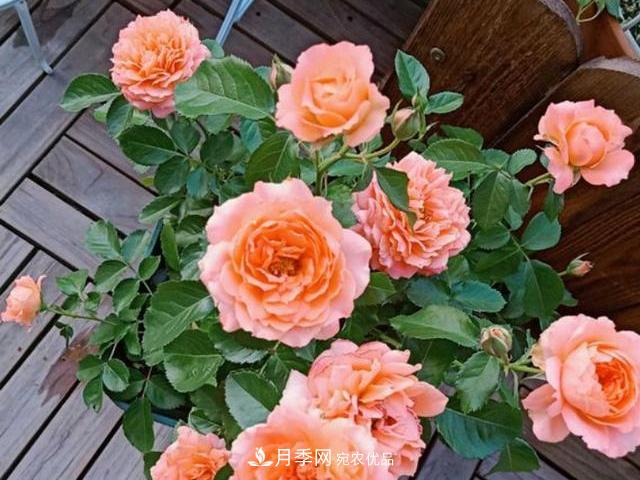 買到黃泥裹根的月季花，教你1招換盆，緩苗快速生根(圖2)