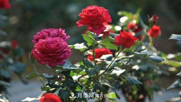買到黃泥裹根的月季花，教你1招換盆，緩苗快速生根(圖1)
