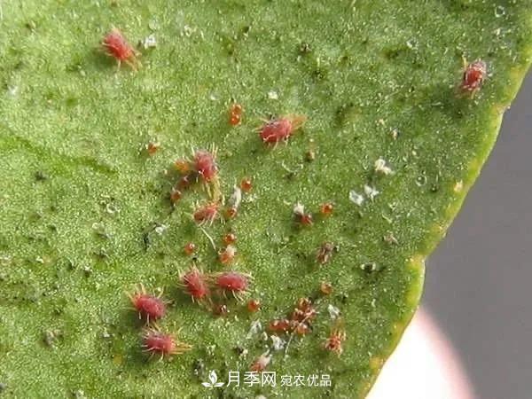夏天月季花愛生蟲？幾個(gè)小方法輕松應(yīng)對(duì)六大蟲害！(圖1)