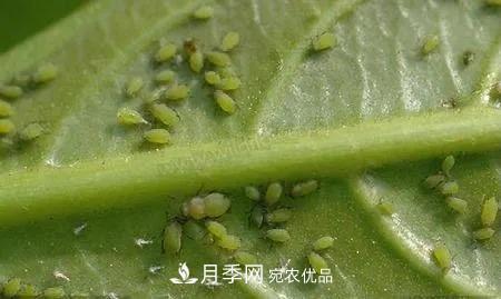 夏天月季花愛生蟲？幾個(gè)小方法輕松應(yīng)對(duì)六大蟲害！(圖2)